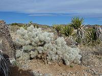 joshua tree national park (9).JPG